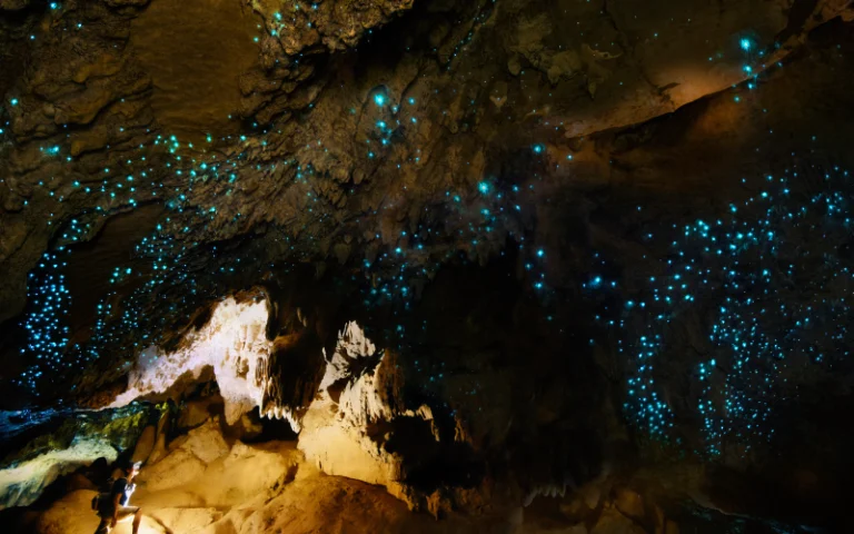 Auckland to Rotorua | Waitomo Caves