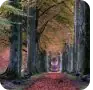 Autumn forest path lined with red leaves
